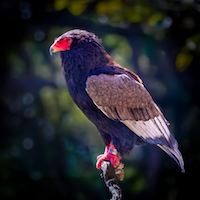 Bateleur Eagle